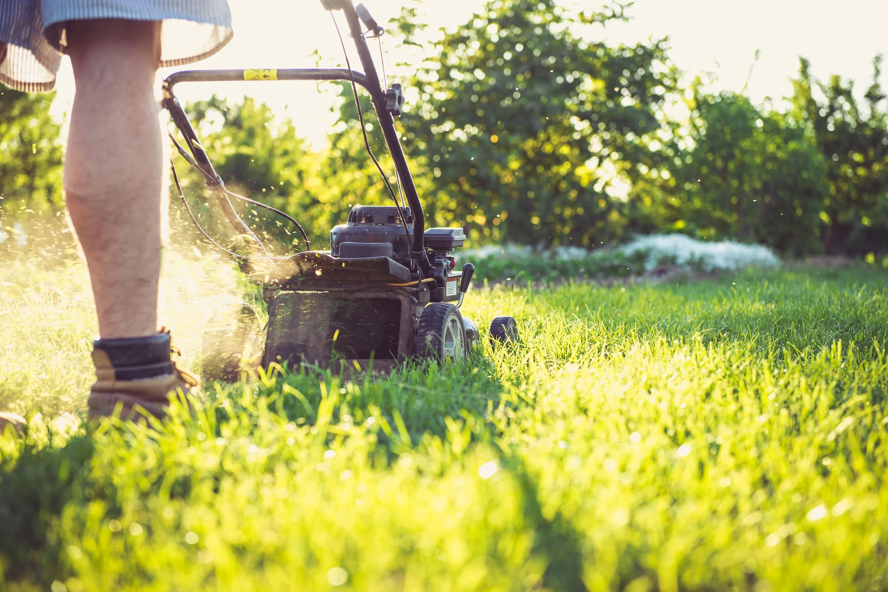 A lawn being mown with a walk-behind mower in warm afternoon light